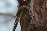 Yellow Faced Honeyeater - Berringa Sanctuary