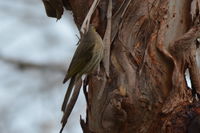 Yellow Faced Honeyeater - Berringa Sanctuary