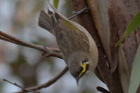 Yellow Faced Honeyeater - Berringa Sanctuary