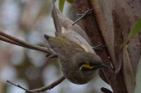 Yellow Faced Honeyeater - Berringa Sanctuary