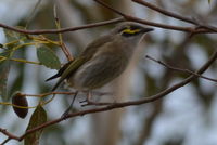 Yellow Faced Honeyeater - Berringa Sanctuary