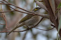 Yellow Faced Honeyeater - Berringa Sanctuary