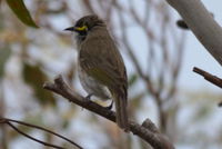 Yellow Faced Honeyeater - Berringa Sanctuary