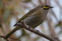 Yellow Faced Honeyeater - Berringa Sanctuary