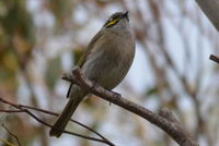 Yellow Faced Honeyeater - Berringa Sanctuary