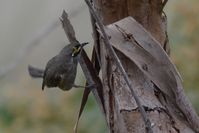 Yellow Faced Honeyeater - Berringa Sanctuary