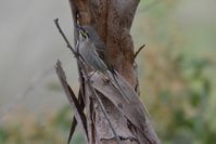 Yellow Faced Honeyeater - Berringa Sanctuary