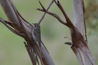 Yellow Faced Honeyeater - Berringa Sanctuary