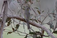 Yellow Faced Honeyeater - Berringa Sanctuary