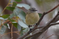 Yellow Rumped Thornbill - Berringa Block