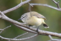 Yellow Rumped Thornbill - Berringa Sanctuary 