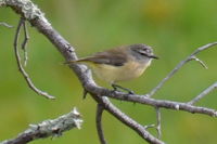 Yellow Rumped Thornbill - Berringa Sanctuary 