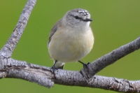 Yellow Rumped Thornbill - Berringa Sanctuary 