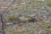 Yellow Rumped Thornbill - Berringa Sanctuary 