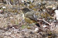 Yellow Rumped Thornbill - Pails for Scales Unique Pets