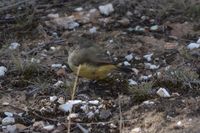 Yellow Rumped Thornbill - Pails for Scales Unique Pets