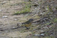 Yellow Rumped Thornbill - Pails for Scales Unique Pets