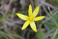 Yellow Rush Lilly  - Berringa Sanctuary