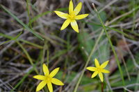 Yellow Rush Lilly  - Berringa Sanctuary