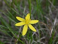 Yellow Star - Beringa Sanctuary