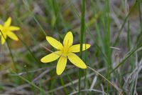 Yellow Star - Beringa Sanctuary
