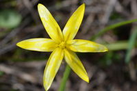 Yellow Star - Berringa Sanctuary 