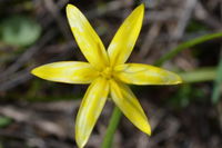 Yellow Star - Berringa Sanctuary 