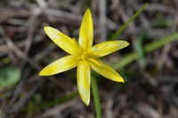 Yellow Star - Berringa Sanctuary 