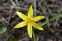 Yellow Star - Berringa Sanctuary 