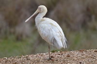 Yellow billed spoonbill - Berringa Sanctuary 