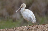 Yellow billed spoonbill - Berringa Sanctuary 