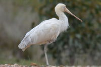 Yellow billed spoonbill - Berringa Sanctuary 