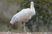 Yellow billed spoonbill - Berringa Sanctuary 