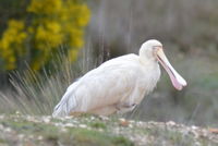 Yellow billed spoonbill - Berringa Sanctuary 