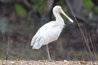 Yellow billed spoonbill - Berringa Sanctuary 