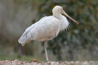 Yellow billed spoonbill - Berringa Sanctuary 