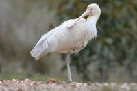 Yellow billed spoonbill - Berringa Sanctuary 