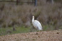 Yellow billed spoonbill - Berringa Sanctuary 