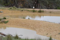 Yellow billed spoonbill - Berringa Sanctuary 