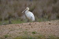 Yellow billed spoonbill - Berringa Sanctuary 