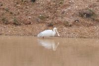 Yellow billed spoonbill - Berringa Sanctuary 