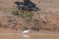 Yellow billed spoonbill - Berringa Sanctuary 