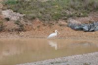 Yellow billed spoonbill - Berringa Sanctuary 