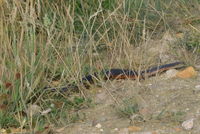 Copperhead - Berringa Sanctuary 