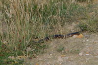 Copperhead - Berringa Sanctuary 