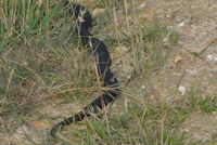 Copperhead - Berringa Sanctuary 