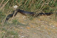 Copperhead - Berringa Sanctuary 