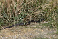 Copperhead - Berringa Sanctuary 