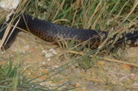 Copperhead - Berringa Sanctuary 