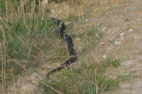 Copperhead - Berringa Sanctuary 